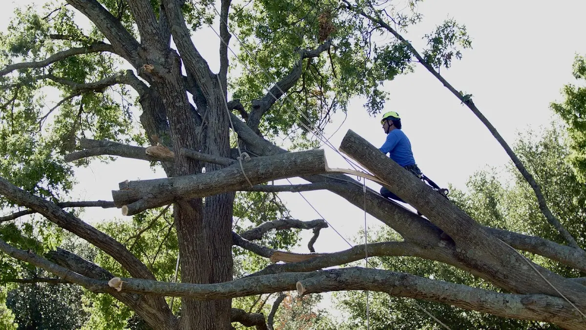 Professional Crown Thinning performed by certified arborists in Low Moor