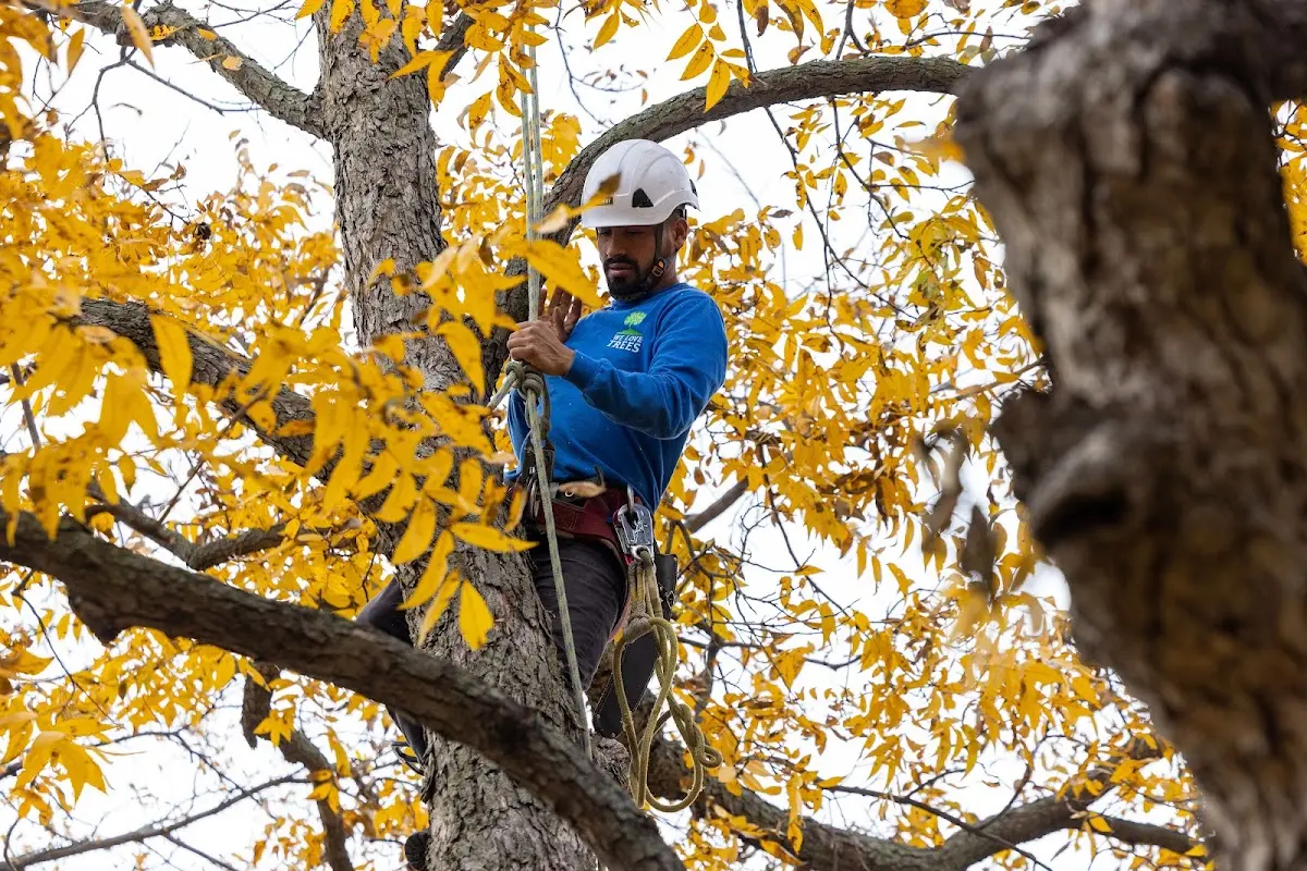 Skilled Tree Pruning crew working in Low Moor